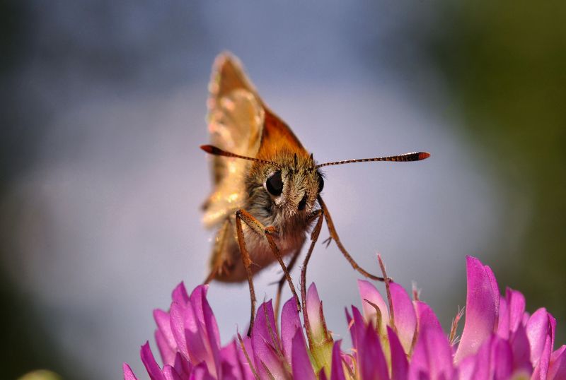 бабочка, день, дикая природа, июль, лето, макро, макросъемка, насекомое, насекомые, природа, россия, татарстан, цветок Small skipperphoto preview