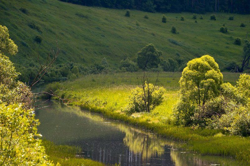 лето, луг, цветы, цветение, красота, подмосковье заповедное Pro красоты летних лугов Подмосковья...photo preview