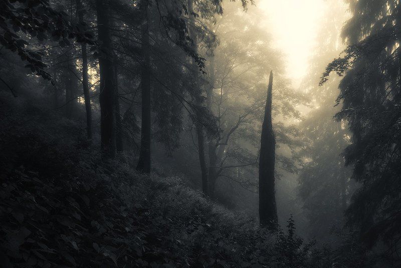 Указующий перстphoto preview