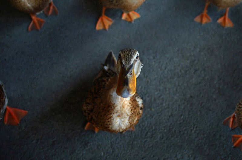 утка, птицы, животные Антреphoto preview