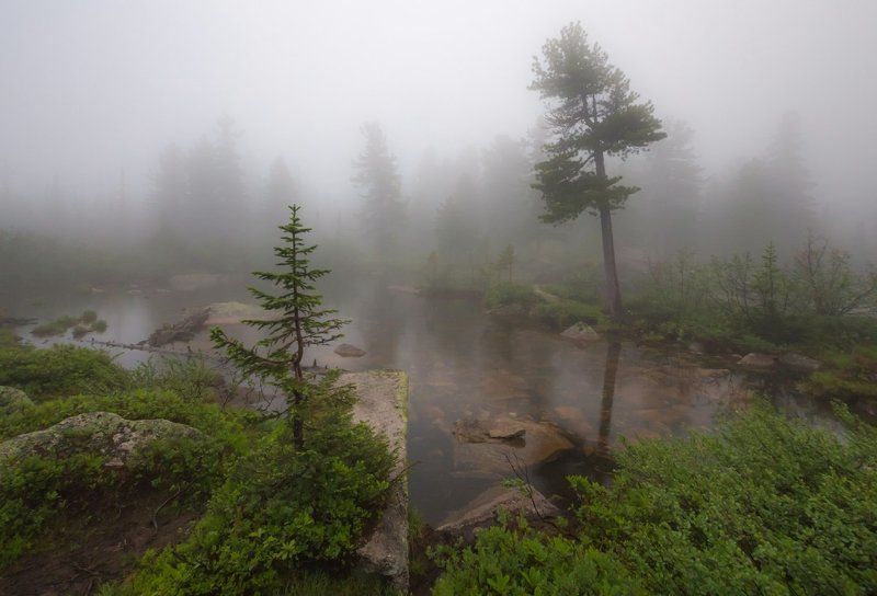 Туман, Ергаки, Саяны, Западный Саян, тайга Туманно, свежо... фото превью