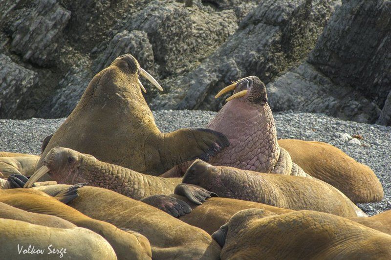 Odobenus rosmarus, Арктика, Атлантический морж, Дикая природа россии, Ластоногие, Ненецкий заповедник Полуторатонный наездphoto preview