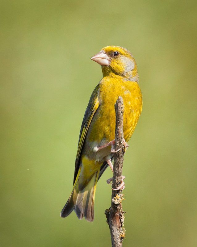 Обыкновенная зеленушкаphoto preview