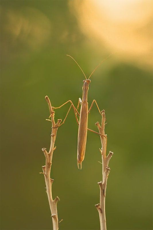 утренний молебенphoto preview