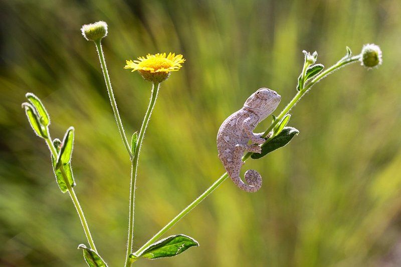 nature,animal,summer,reptile,canon baby chameleonphoto preview