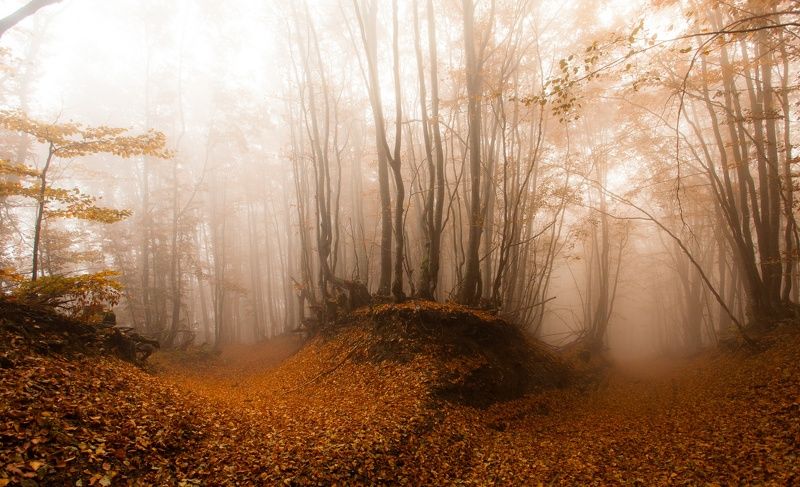 Туманные склоны осенних Карпатphoto preview