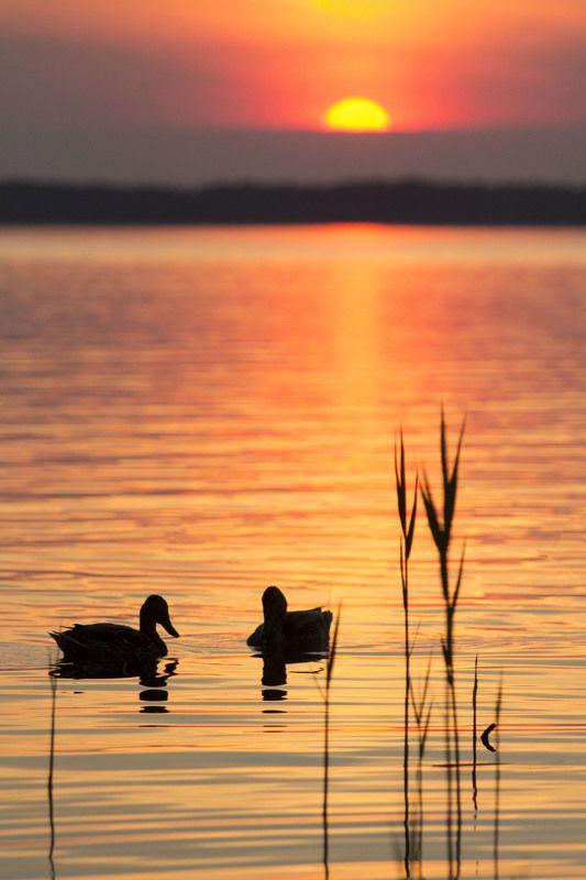 Ducks, Lake, Reed, Romance, Sunset Romancephoto preview