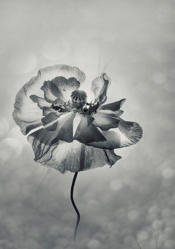 маки, монохром, нежность, природа, флора, цветы Когда нет цвета ... у лета...photo preview