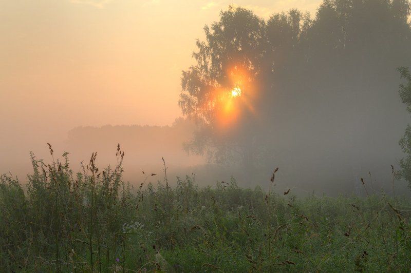 Лес, Лето, Небо, Пейзаж, Природа, Рассвет, Россия, Солнце, Трава, Туман, Утро Первые лучиphoto preview