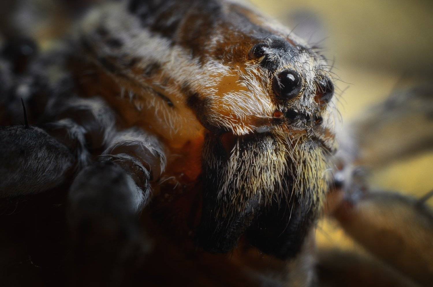 Паук, макро, -Freeman-