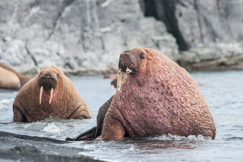 Арктика, моржи, Лямчин, Вайгач, животные  Арктические моржи photo preview
