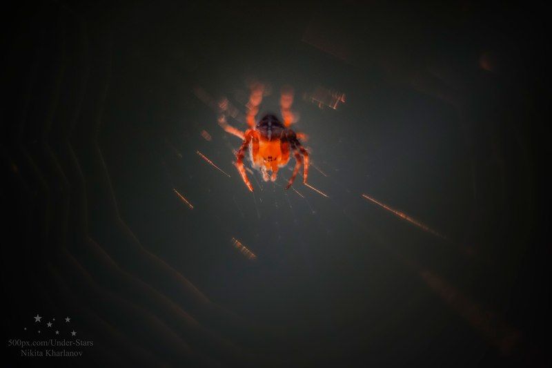 spider, light, sunset, spiderweb, web, eyes The spider\'s eyesphoto preview
