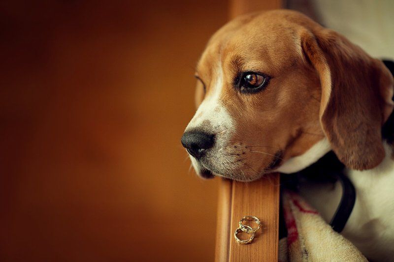 Джекphoto preview