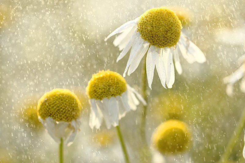 белый, желтый, лепестки, макро, природа, ромашка, ромашки, цветы Ромашкиphoto preview