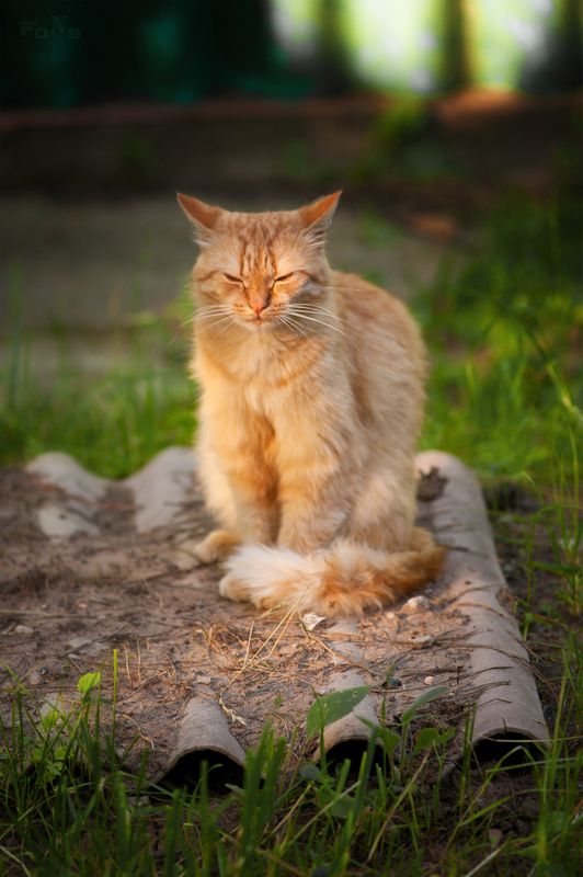 Рыжий медитатор ...photo preview