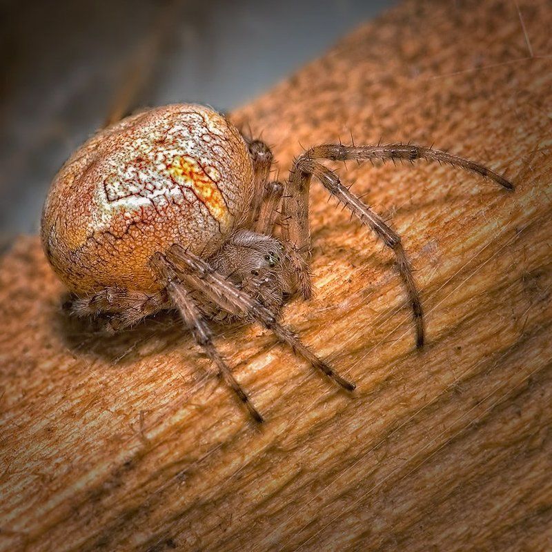 макро, романов БАМБУЛАphoto preview