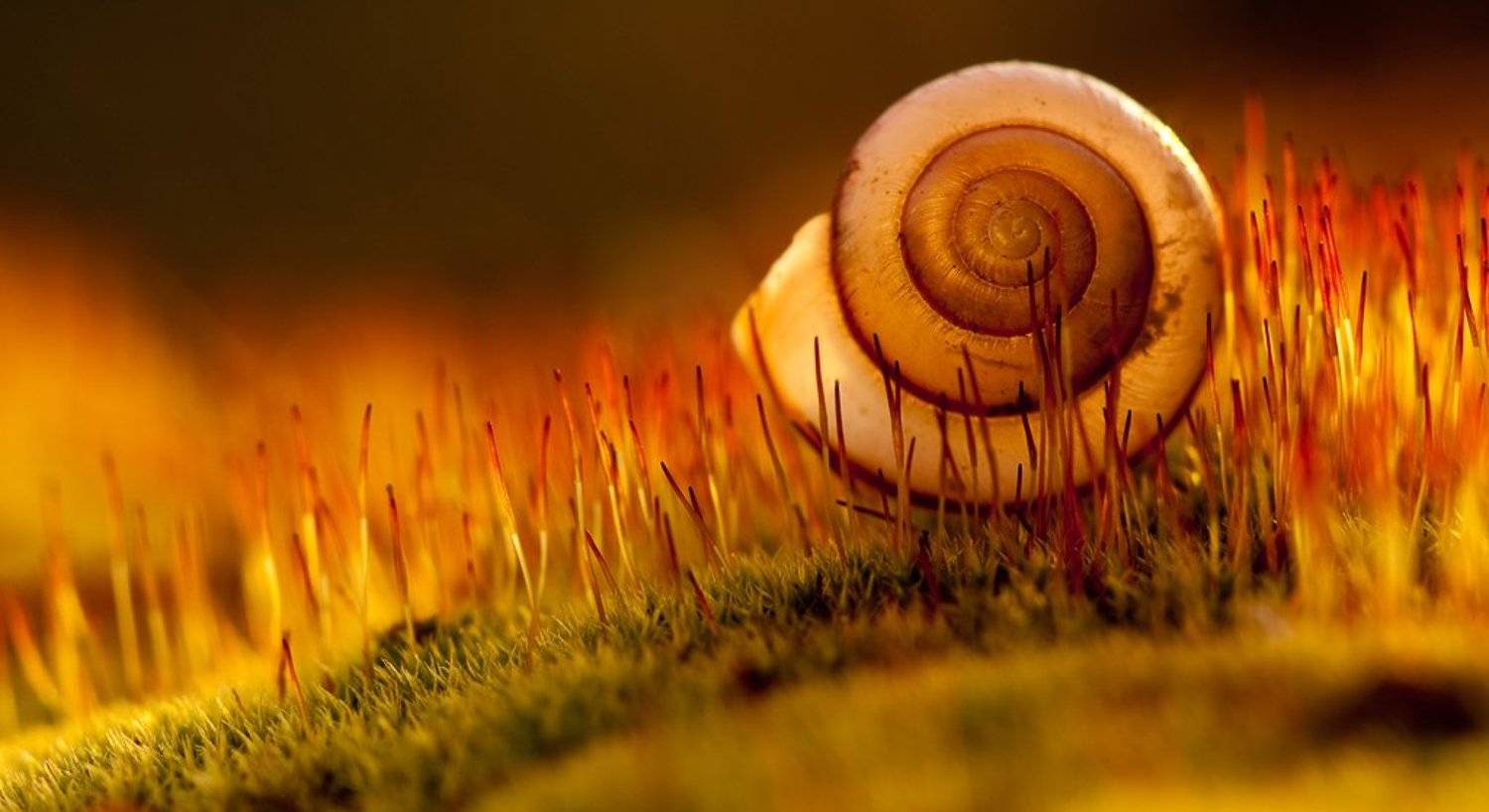 мох, улитка, закат, Юлия