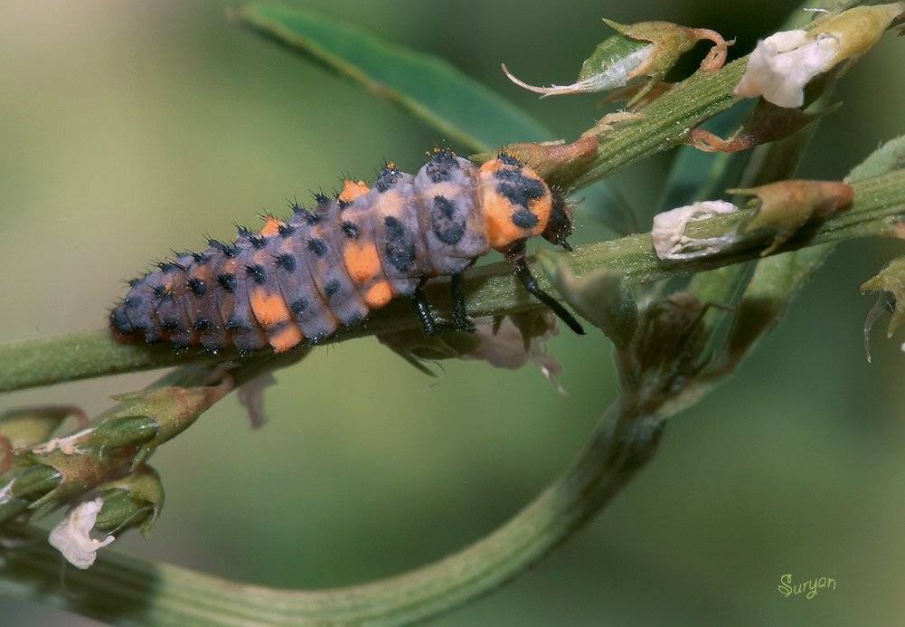 лето, трава, личинка, Олег Сурьянинов
