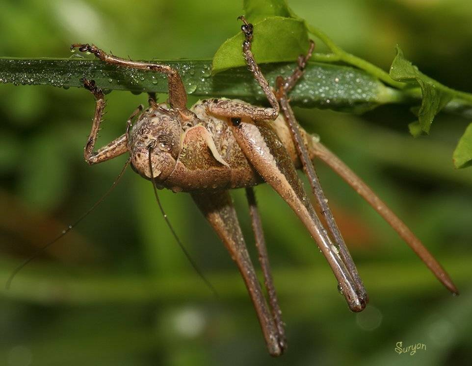 Весь до крылышек промок.... Автор: Олег Сурьянинов лето, кузнечик, роса, Олег Сурьянинов