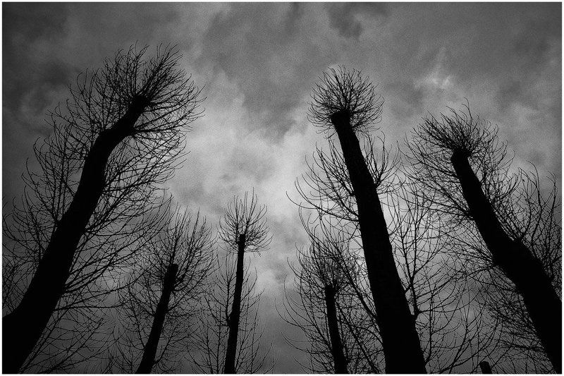 сороконожки Из жизни насекомых. Молитва...photo preview