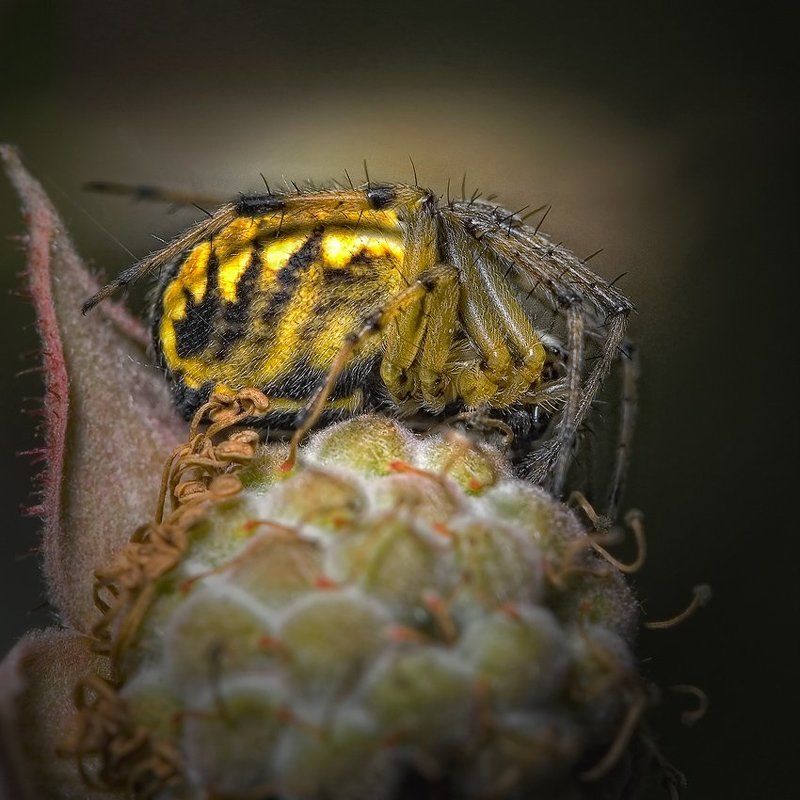 макро, романов маленький Принцphoto preview