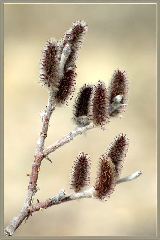 ива Иваphoto preview