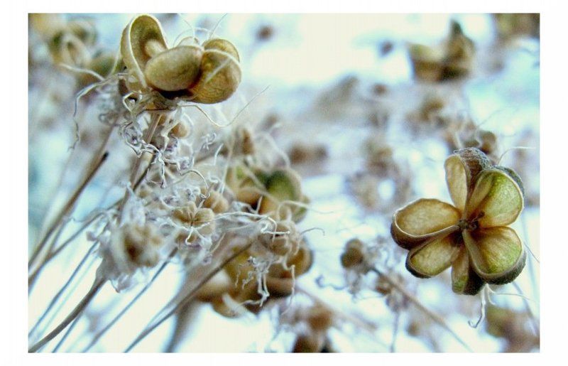 ...сurly.....photo preview