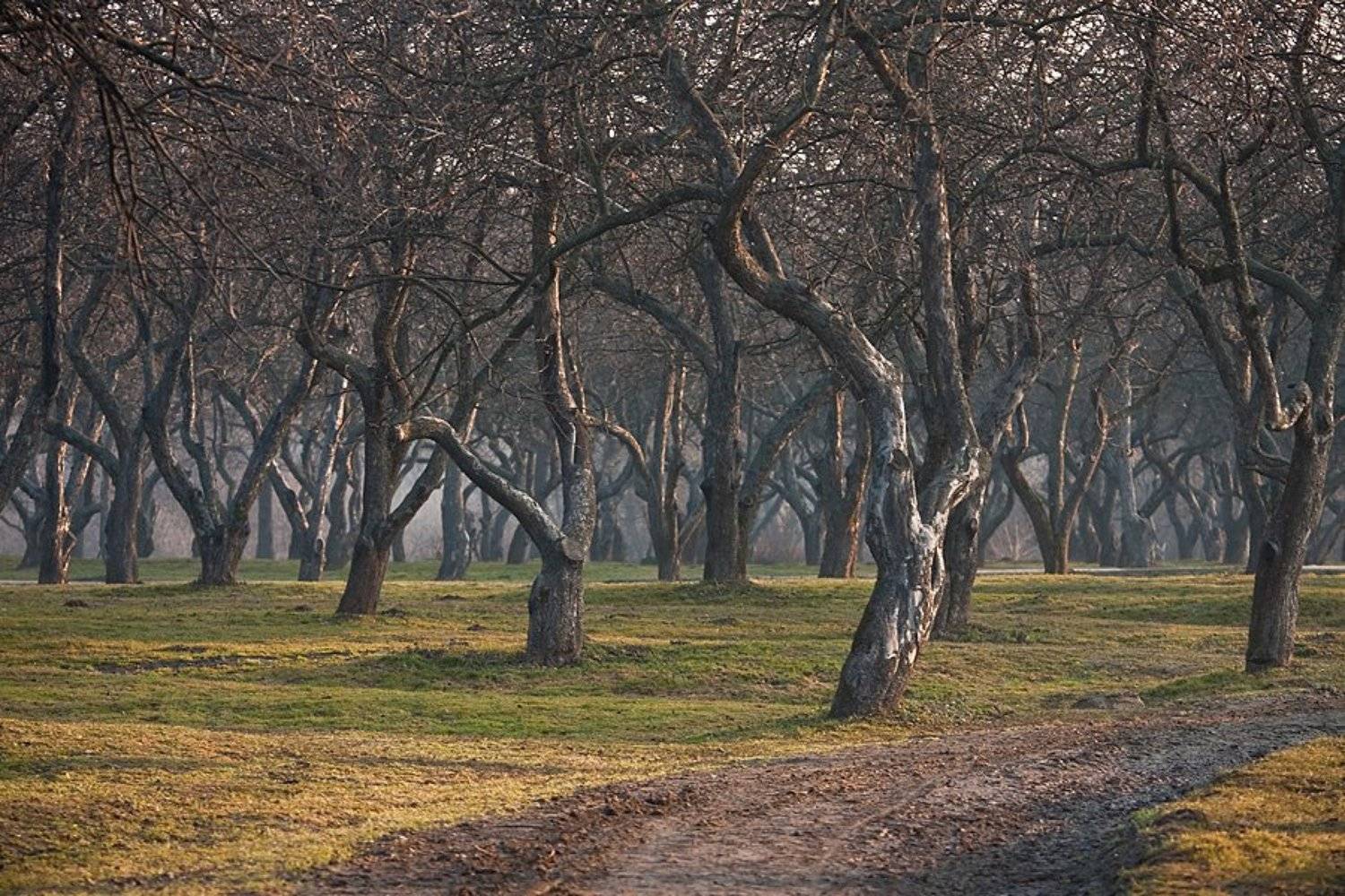 Весеннее утро в яблоневом саду. Автор: locus яблоневый, сад, коломенское, locus