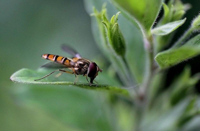 ВОДОПОЙphoto preview