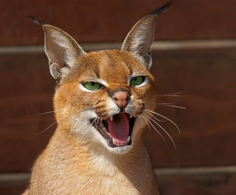 Не дразните девчонок !!!photo preview