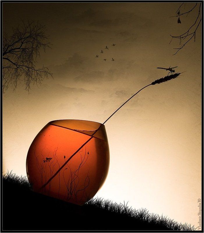 лес,озеро,коллаж,натюрморт,владимир,шипулин,рыба,стрекоза,банка Лесное озероphoto preview