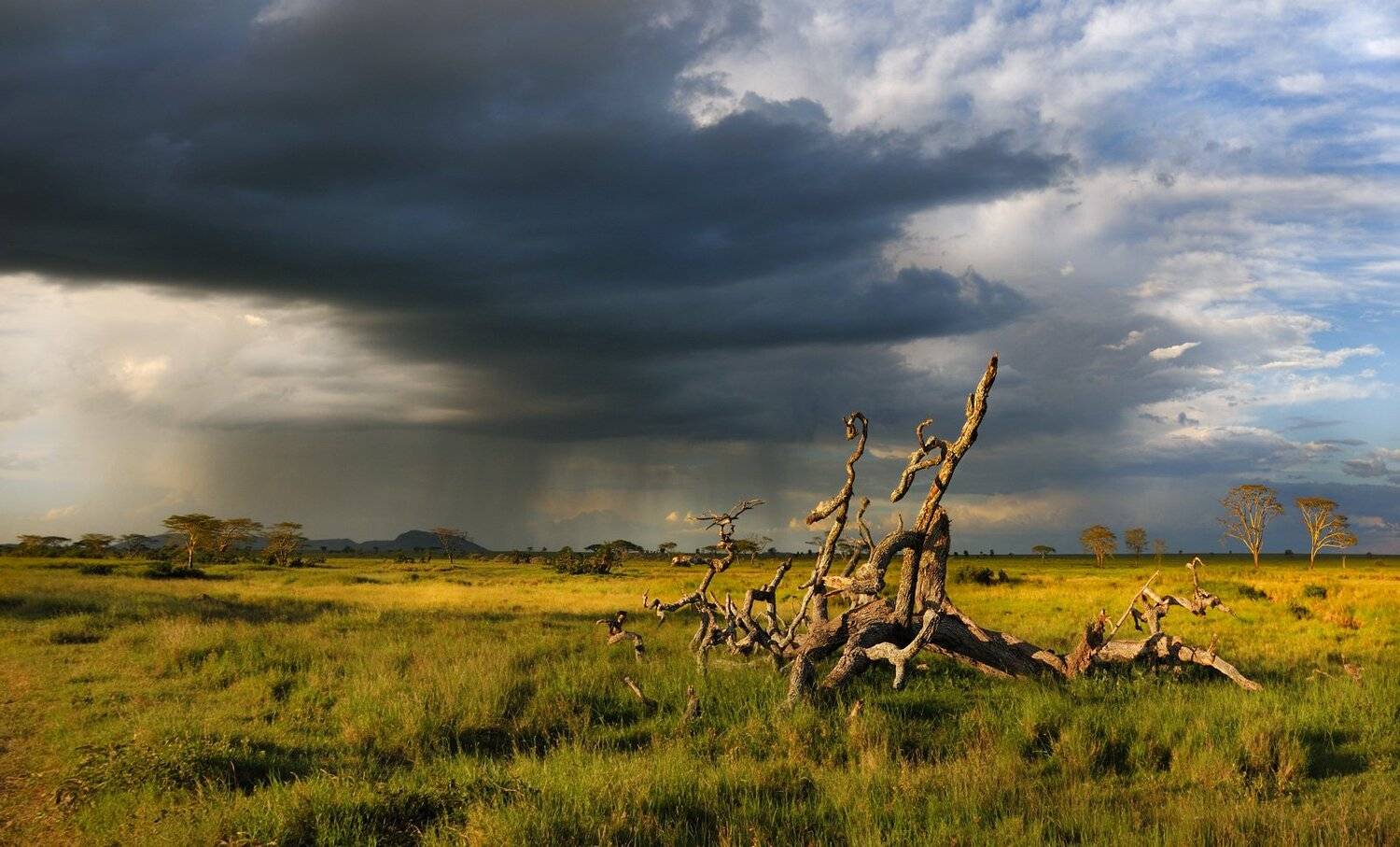 африка, серенгети, пейзаж, Николай Зиновьев