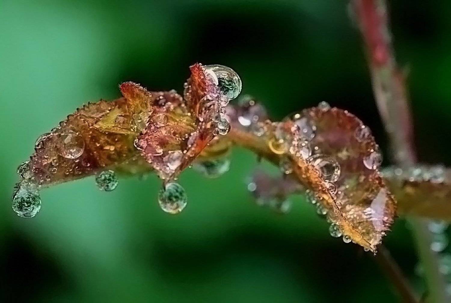 Дождь и розы. Автор: Василий Черкасский розы,дождь, Василий Черкасский