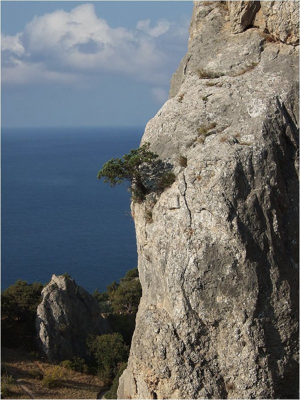 И на скалах растут деревьяphoto preview