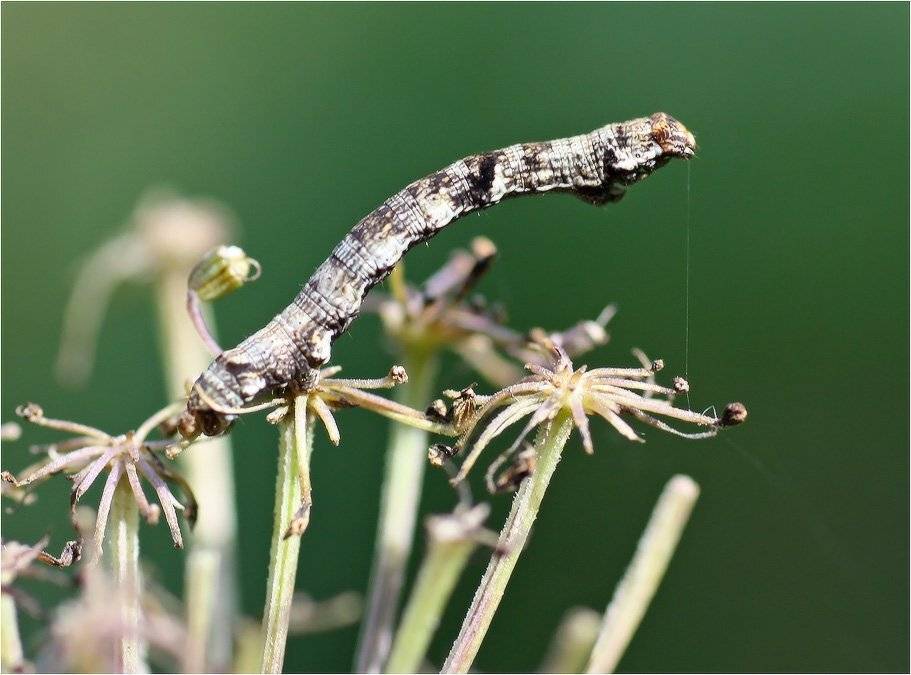 Прямоугольный треугольник. Автор: КарОл гусеница, КарОл