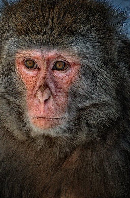 обезьяна, москва, зоопарк, взгляд Куда катится этот мир..photo preview