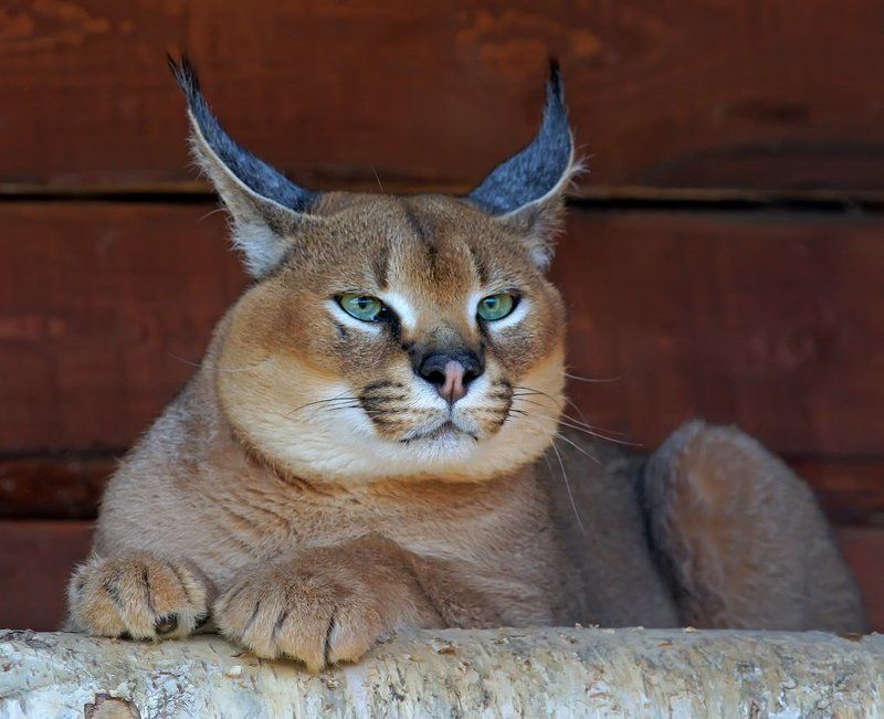 Мордатый, сытый и довольныйphoto preview