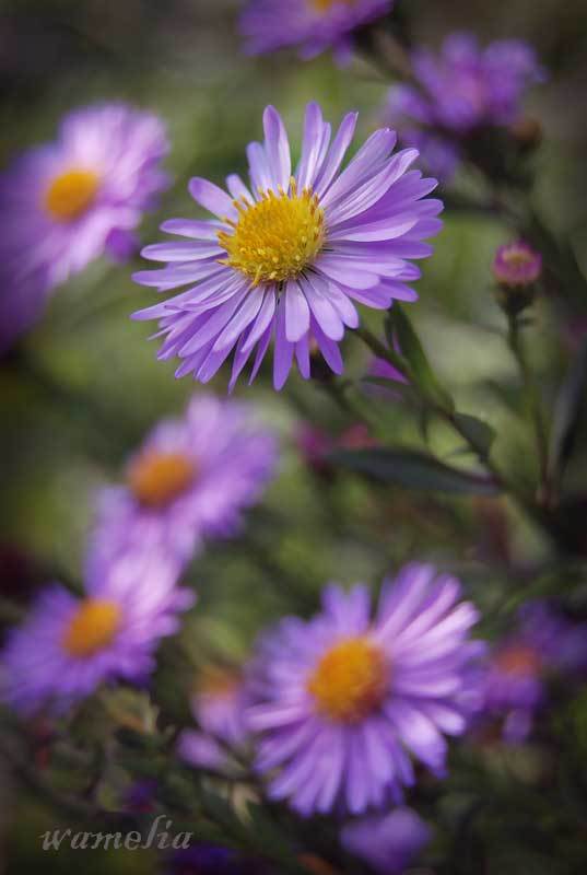 природа, цветы, лето ***photo preview