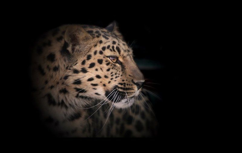 Дальневосточный леопардphoto preview