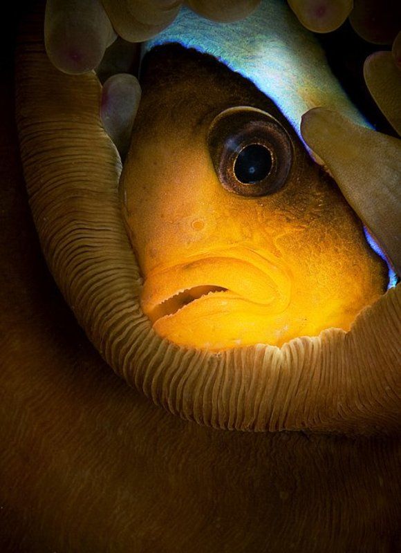 амфиприон, рыба, красное море ЖИВУ Я ЗДЕСЬ!photo preview