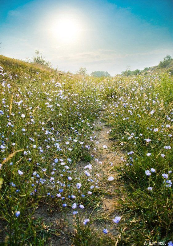 Цикорийphoto preview