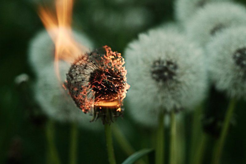 одуванчик, горит ...photo preview