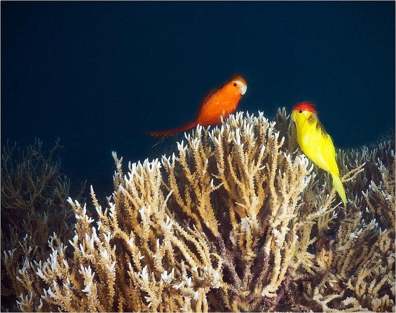 Рыбы в небеphoto preview