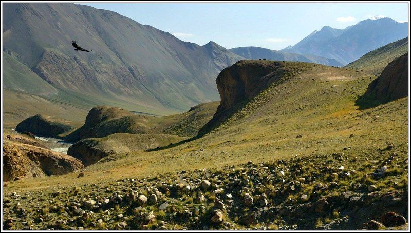 Сарычатphoto preview