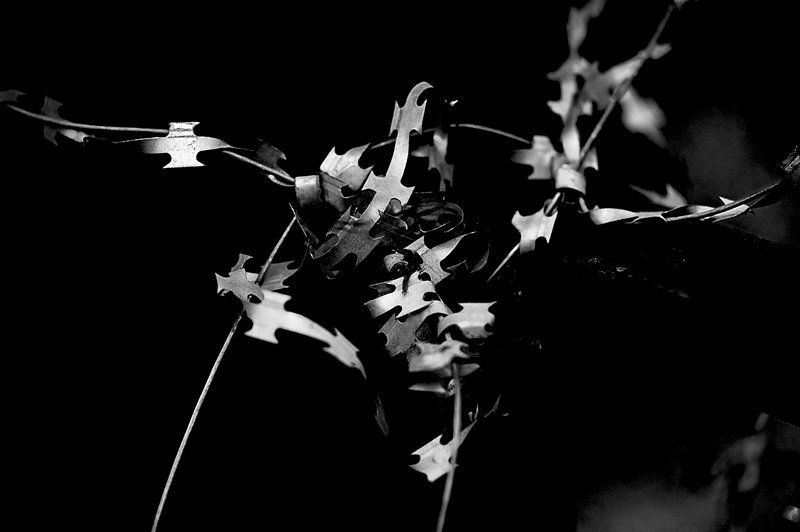 колючка Милому Детенышу посвящается ...photo preview