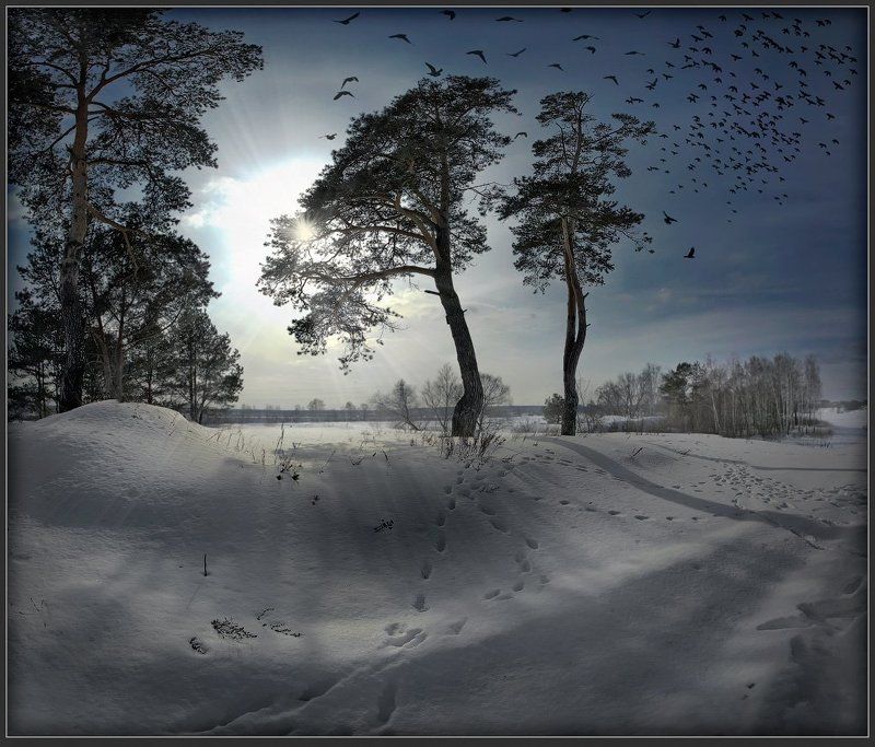 пейзаж, сосны, закат, птицы Мартphoto preview