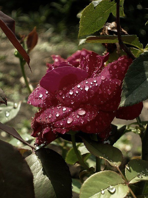 Слезы вечерней росы....photo preview