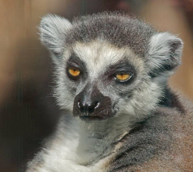 Лемурphoto preview