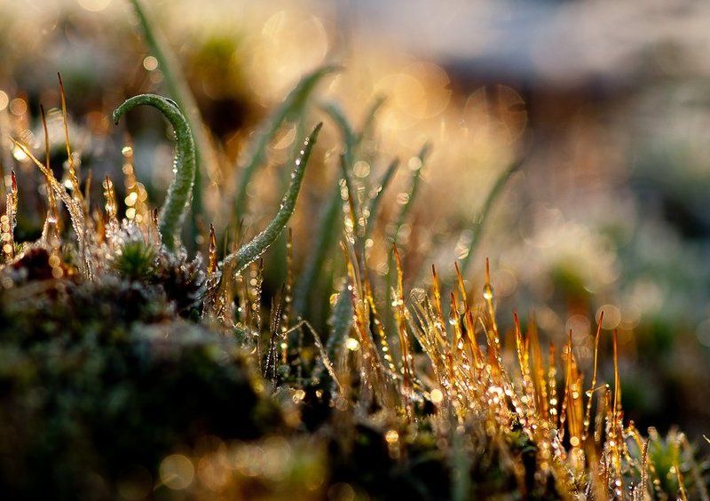 мороз, солнце, лишайники, мхи Мороз и солнцеphoto preview