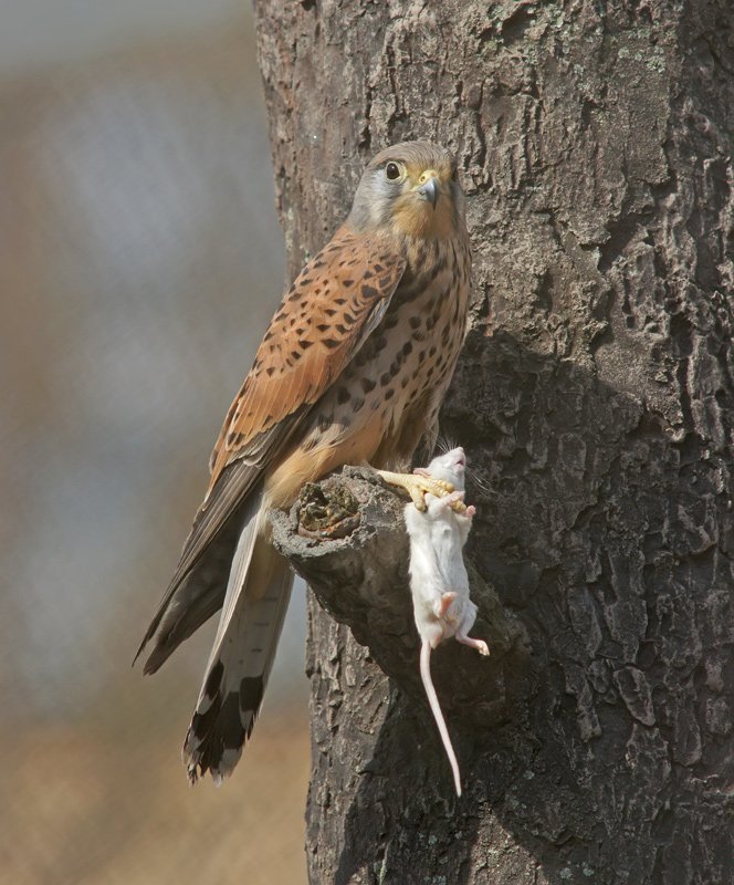 Удачная охотаphoto preview